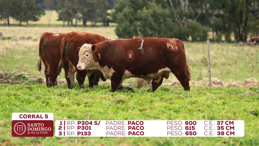 Lote Toros de Lote