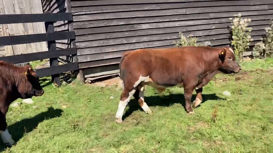 Lote 25 Ternero en Cisnes, XI Región Aysén