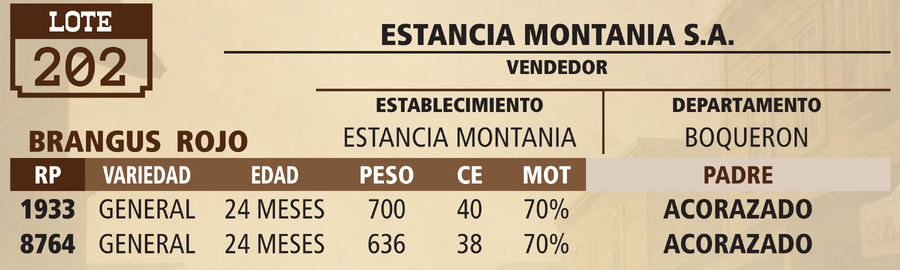 Lote LOTE 202 - VIVO