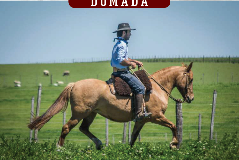 Lote YÚBELY AL ALBA