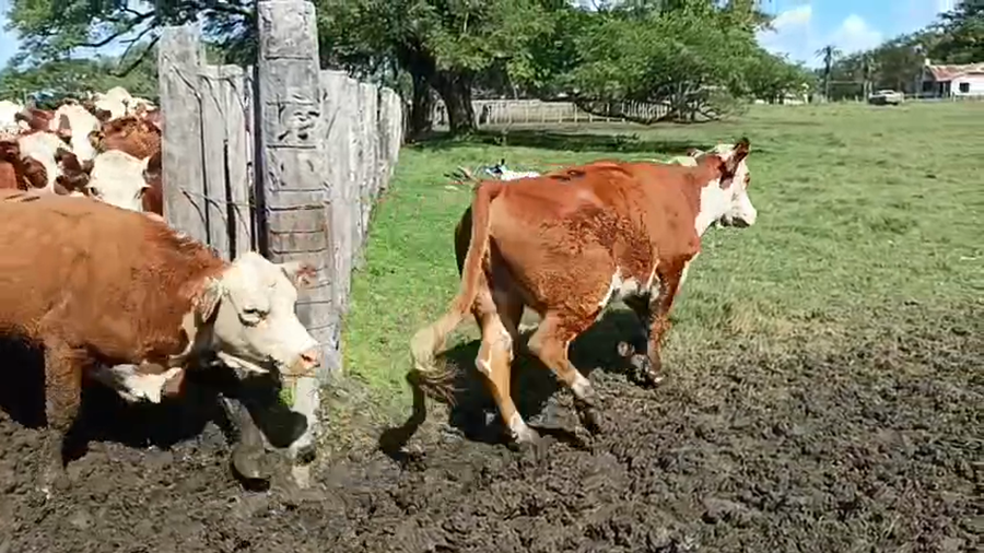 Lote 65 Vacas nuevas C/ gtia de preñez