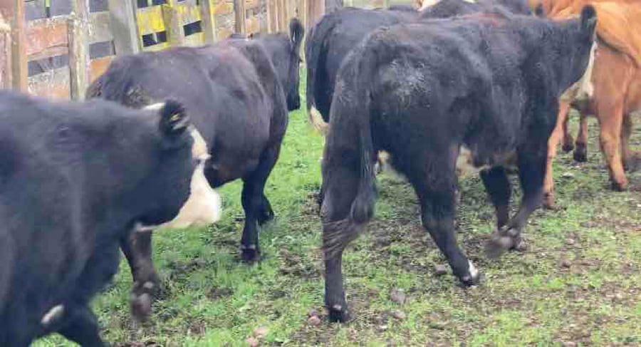 Lote 25 Vaquilla Engorda en Puerto Octay, X Región Los Lagos