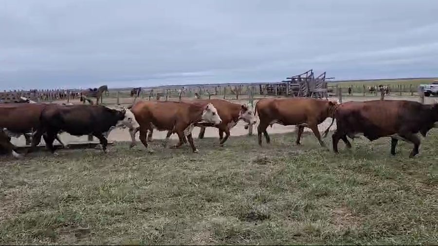 Lote 36 Vacas de invernar