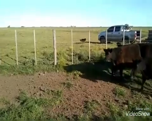 Lote 14 Terneros en Tres Arroyos, Buenos Aires