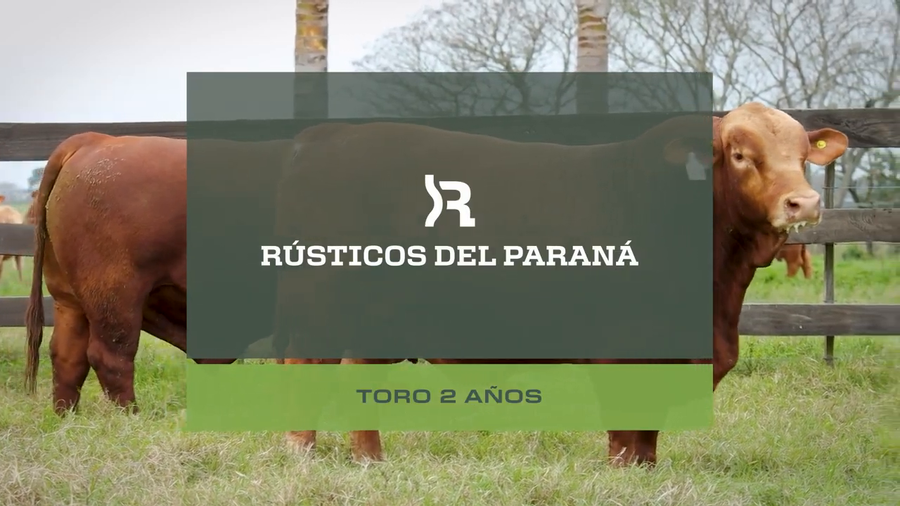 Lote Toros