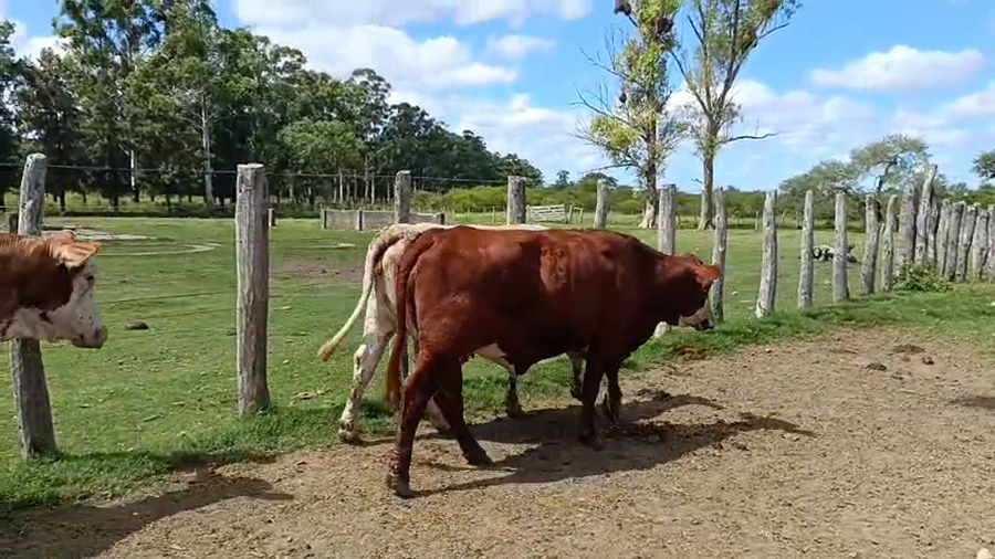 Lote 31 Vacas nuevas C/ gtia de preñez