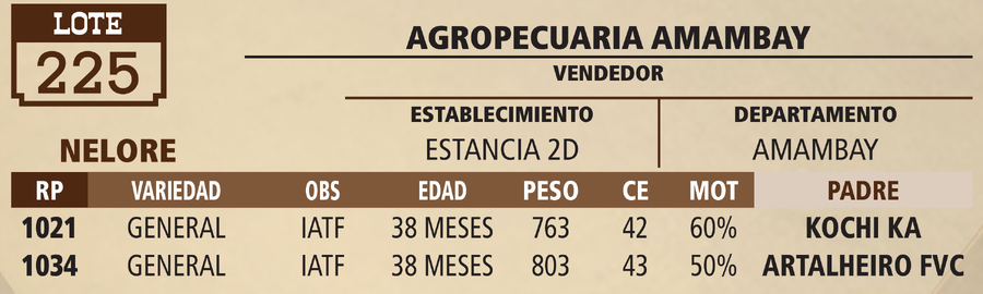 Lote LOTE 225 - VIVO