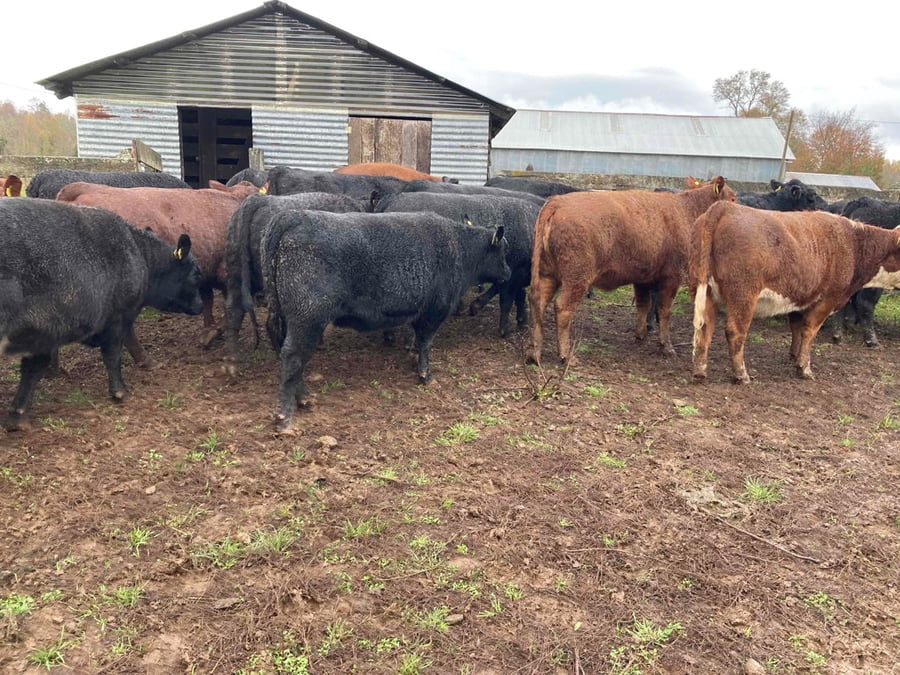 Lote 50 Vaquilla Engorda en Frutillar, X Región Los Lagos