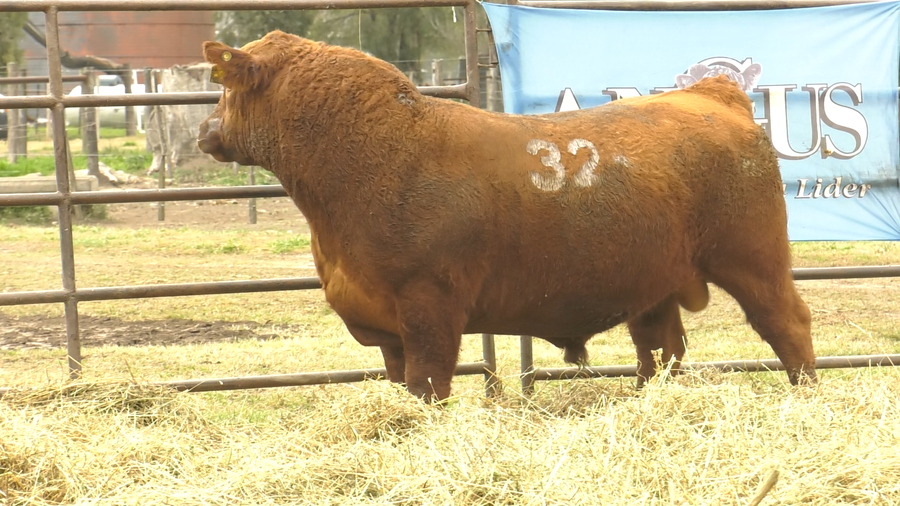 Lote TOROS ANGUS COLORADOS  PC