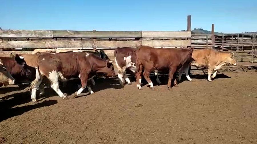 Lote 40 Novillo Gordo en Los Ángeles, VIII Región Biobío