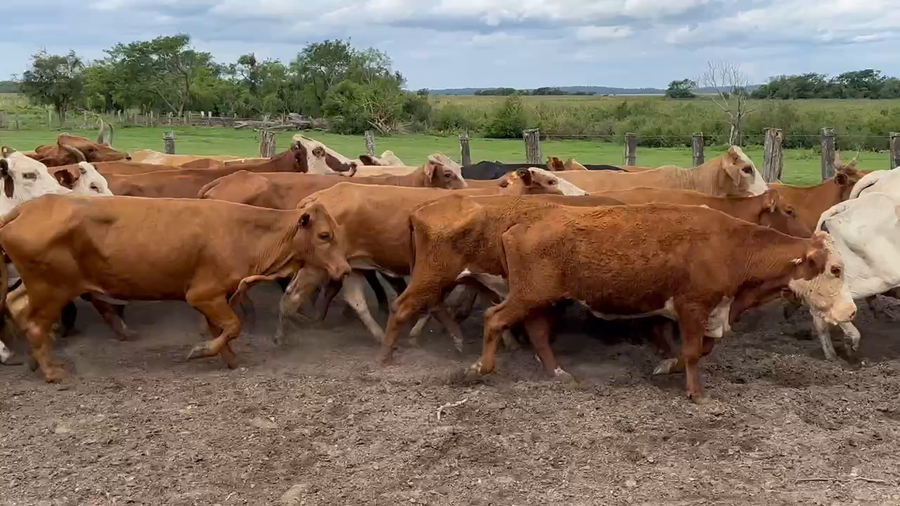 Lote 100 Vacas de invernar en Ituzaingó, Corrientes