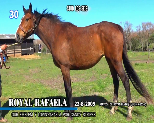 Lote ROYAL RAFAELA