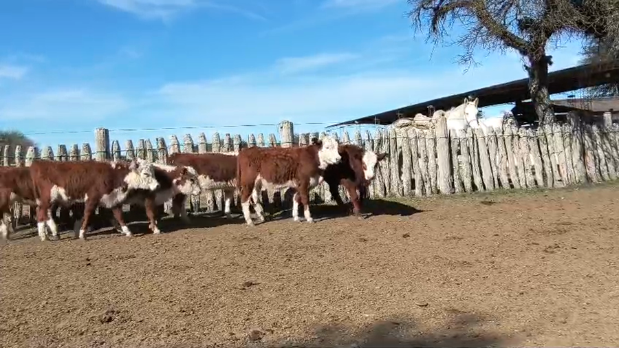 Lote 90 Terneras en Corrientes, Sauce