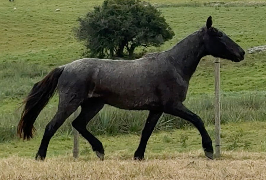 Lote DIVA EL TACUARAL
