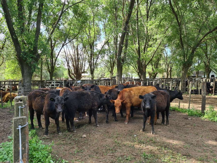 Lote 32 Novillitos en Gral. Lamadrid, Buenos Aires
