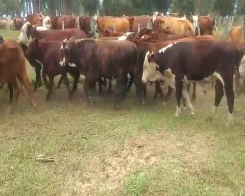Lote 130 Terneros en Ituzaingó, Corrientes
