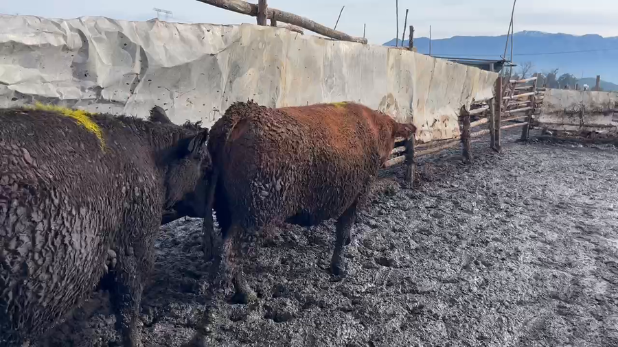 Lote 20 Vaquilla Gorda en Mostazal, VI Región O'Higgins