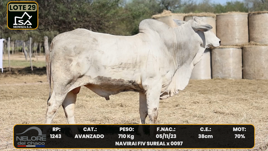 Lote LOTE 29