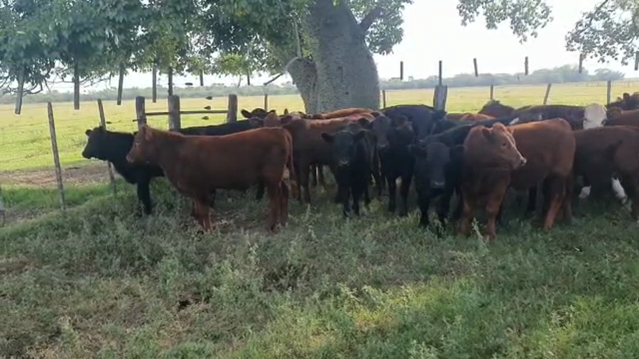 Lote 70 TERNEROS/AS CRUZAS BRITÁNICAS EN GDOR. CRESPO, SANTA FE