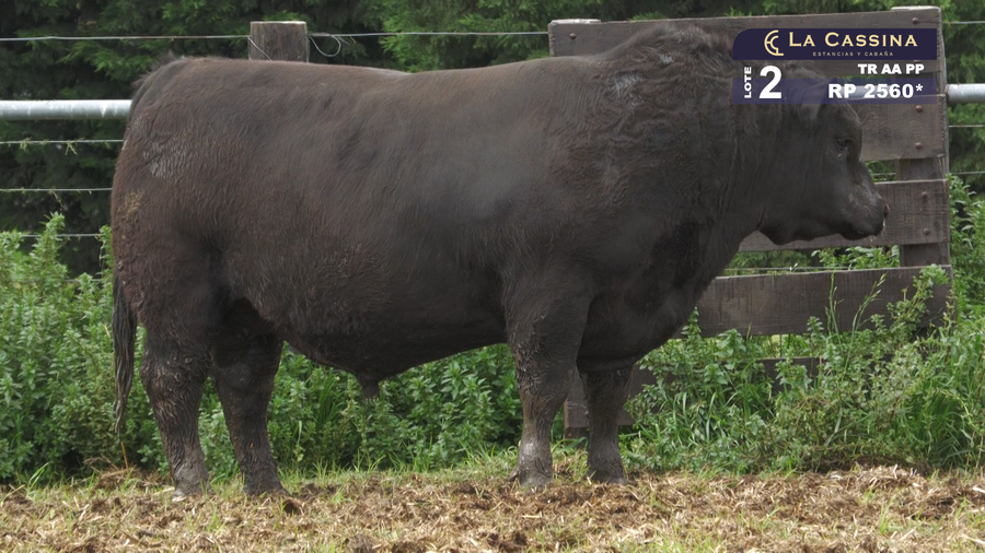 Lote TORO ABERDEEN ANGUS PURO PEDIGREE