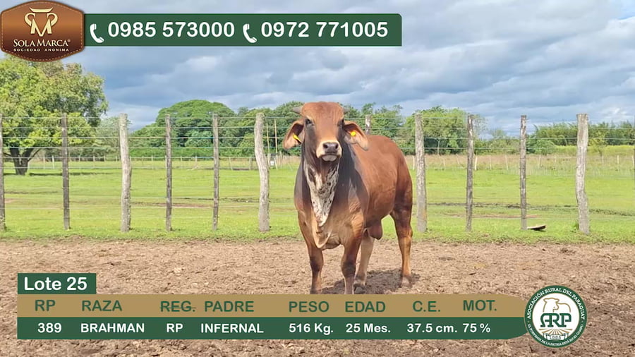 Lote (Vendido)Toros Brahman a remate en 34º Feria especial de reproductores e invernada, Ñeembucú