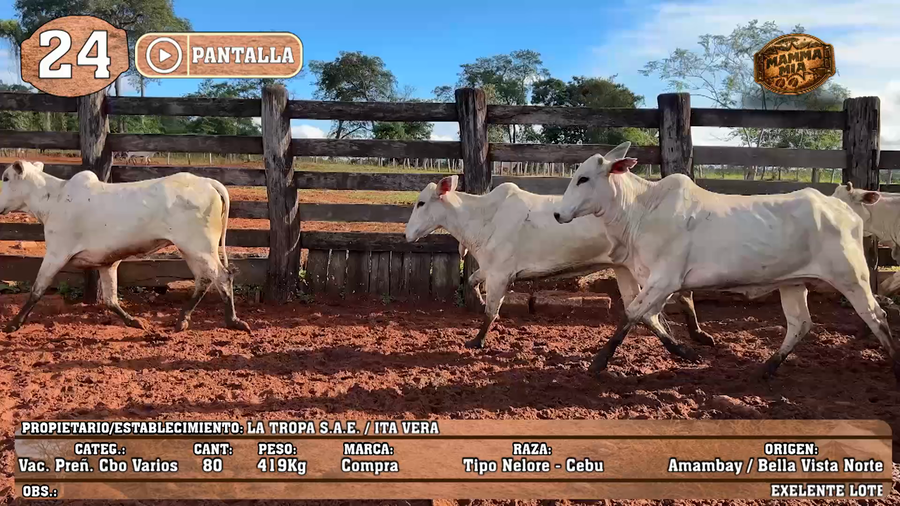 Lote LOTE 24 - POR PANTALLA