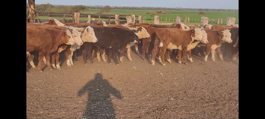 Lote 124 Terneros en Villaguay, Entre Ríos
