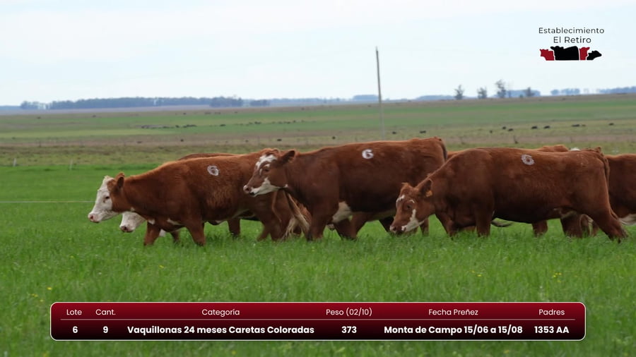 Lote Vaquillonas 24 meses Caretas Coloradas