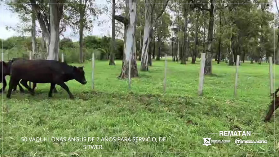 Lote Lote 12 - Sitwer