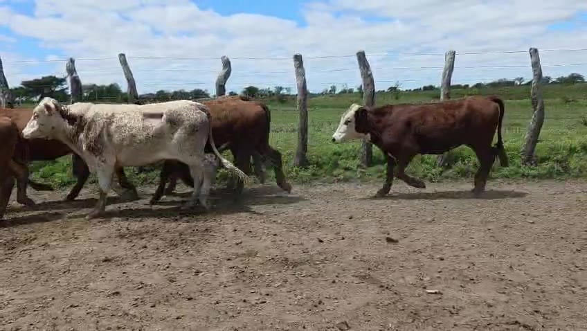 Lote 55 Novillitos