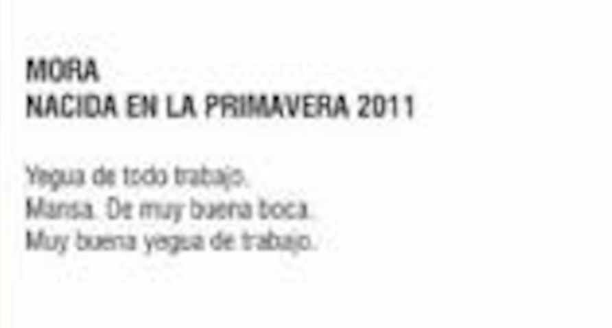 Lote YEGUA MORA 2011
