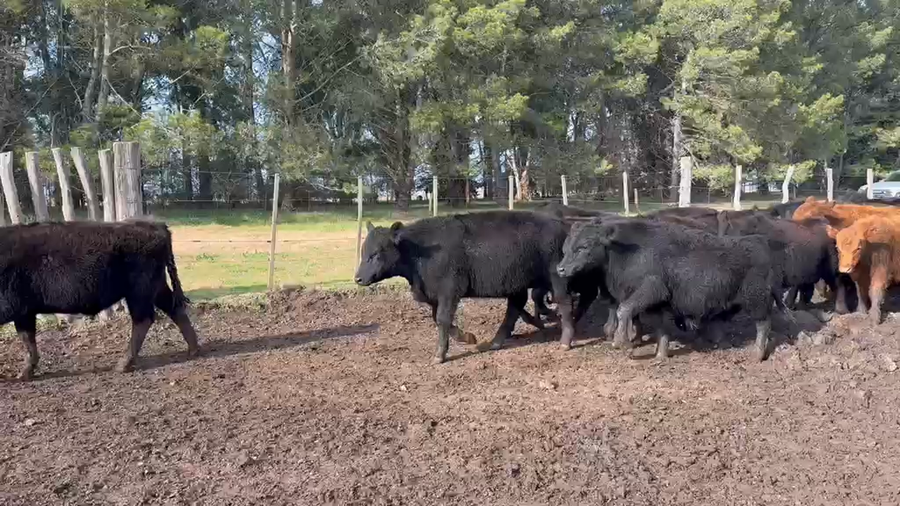 Lote 60 Terneros en Buenos Aires, Huanguelen