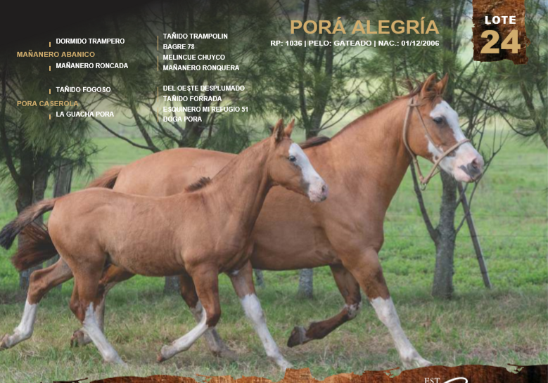 Lote PORÁ ALEGRÍA