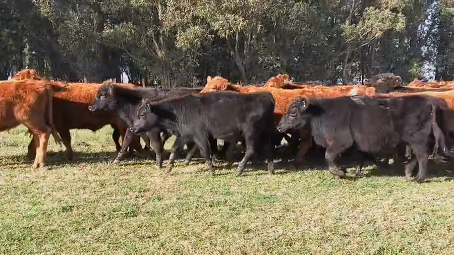 Lote 68 Novillitos y vaquillonas
