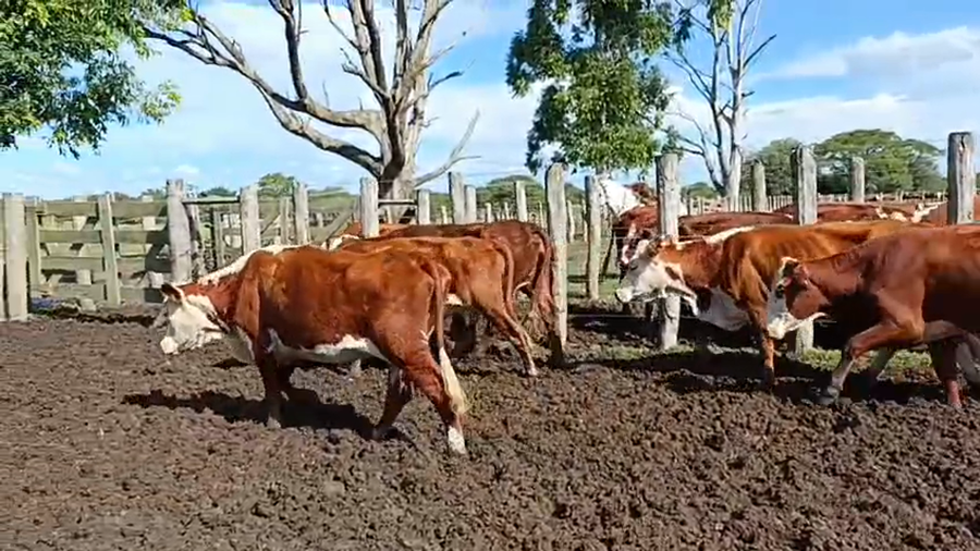 Lote 72 Vacas nuevas C/ gtia de preñez