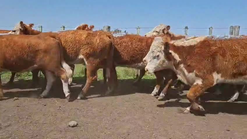 Lote VACAS INVERNAR