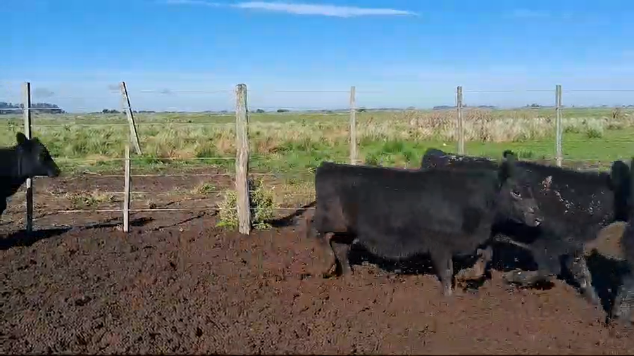 Lote 120 Terneras en Magdalena, Buenos Aires