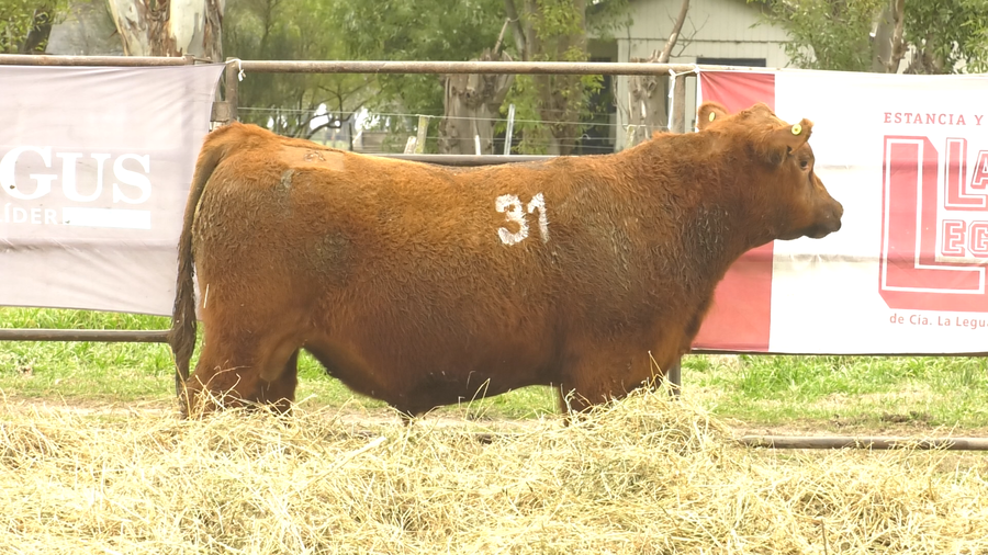 Lote TOROS ANGUS COLORADOS  PC