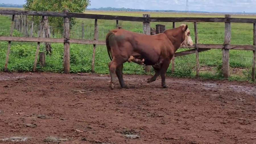 Lote Toros T. Braford a remate en Remate de Reproductores, Asunción