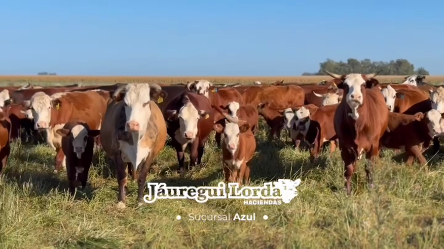 Lote 180 Vaquillonas/Vacas con cría