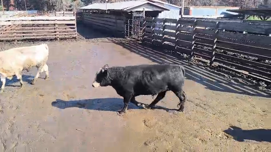 Lote 20 Novillo Gordo en Los Ángeles, VIII Región Biobío