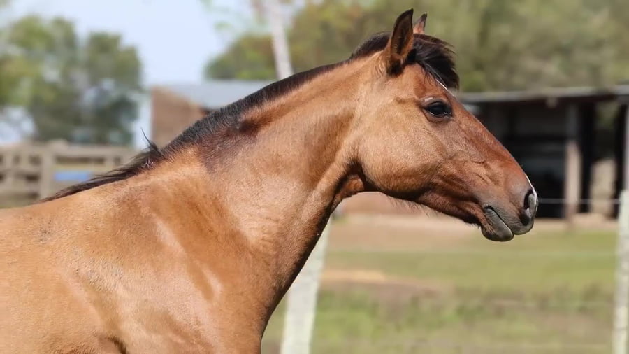 Lote Cardenal Cardilla