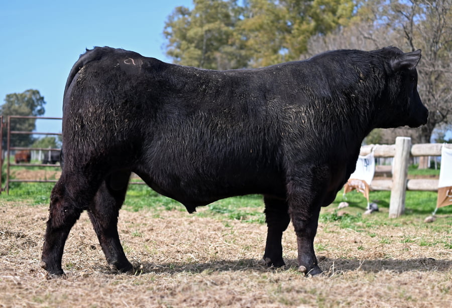 Lote TOROS PUROS CONTROLADOS