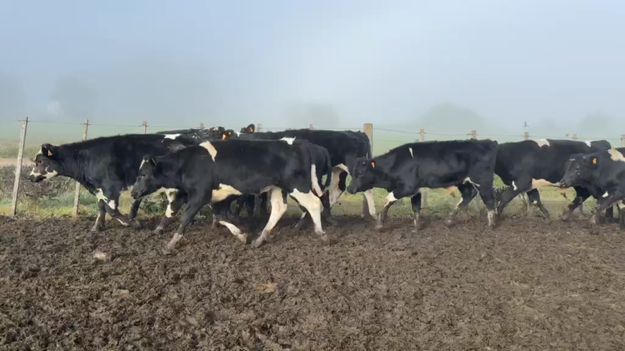 Lote TERNEROS