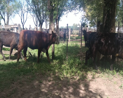 Lote 41 Vaquillonas en Gral. Lamadrid, Buenos Aires