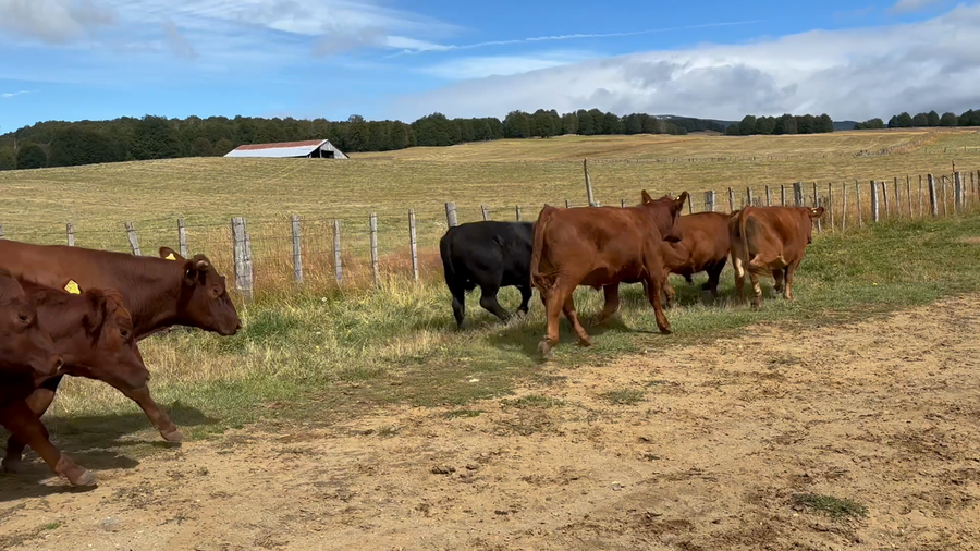 Lote 31 Novillo Engorda en XI Región Aysén, Coyhaique