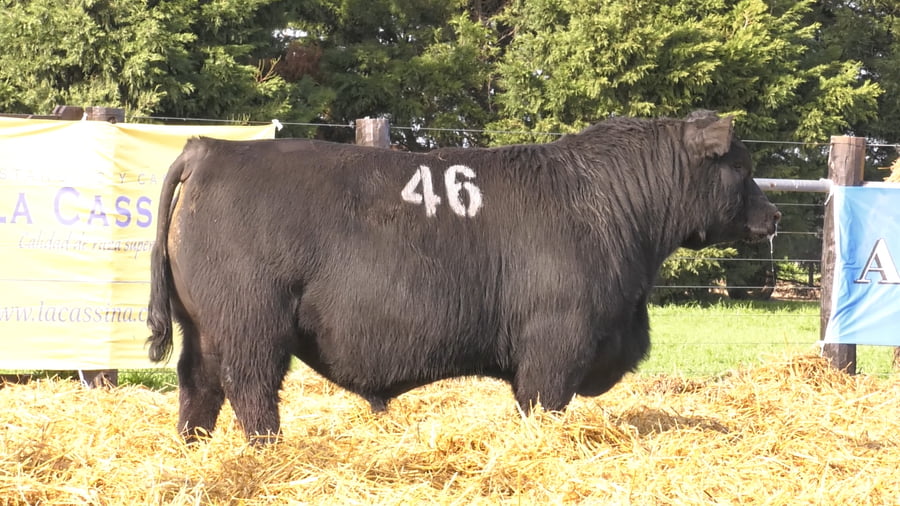 Lote TOROS ANGUS PURO CONTROLADO