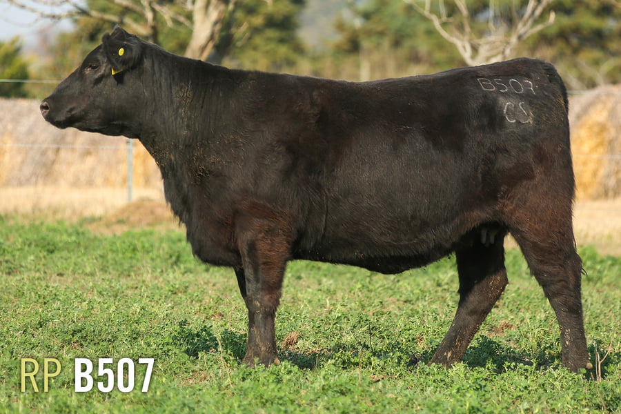 Lote 3 VAQUILLONAS PREÑADAS PURAS DE PEDIGREE