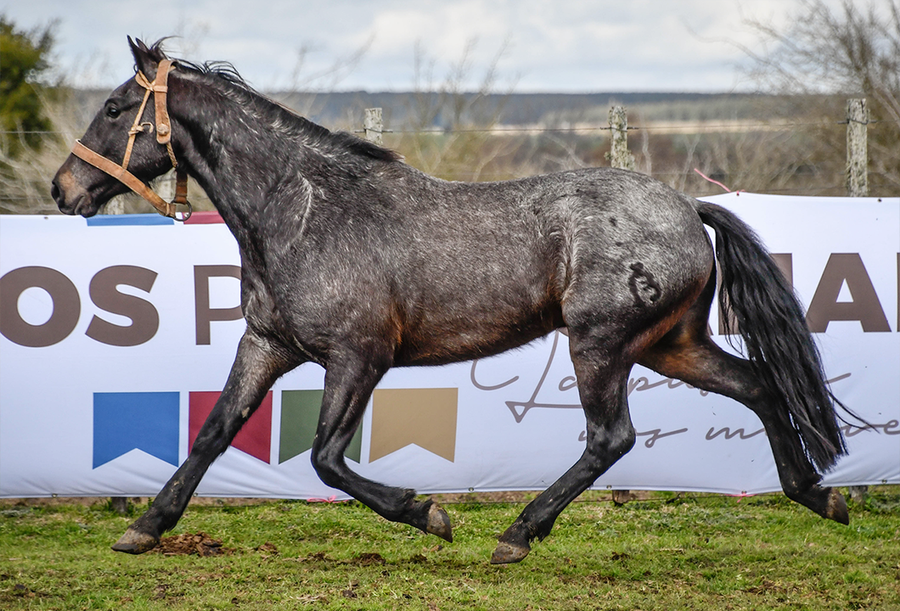 Lote BARROSO LA FLECHILLA