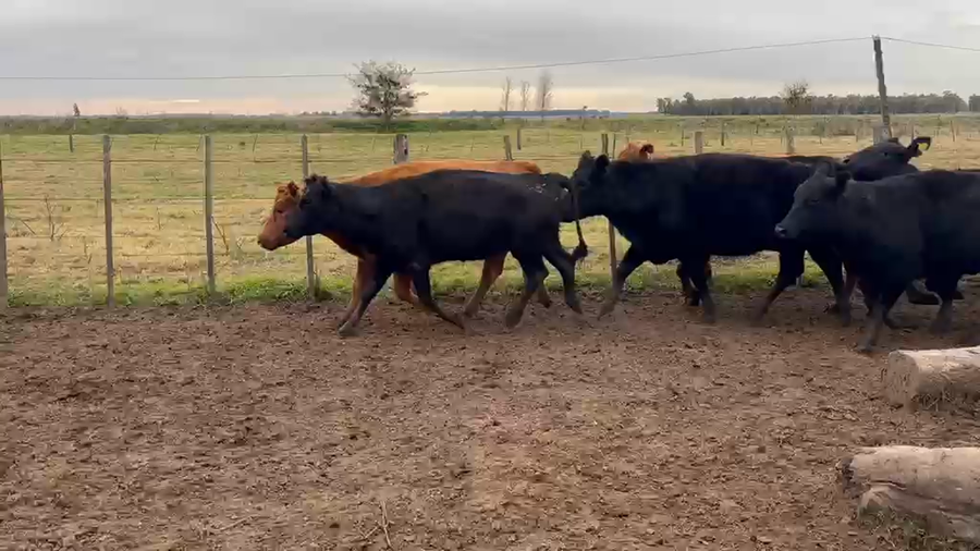 Lote 38 Vacas de invernar